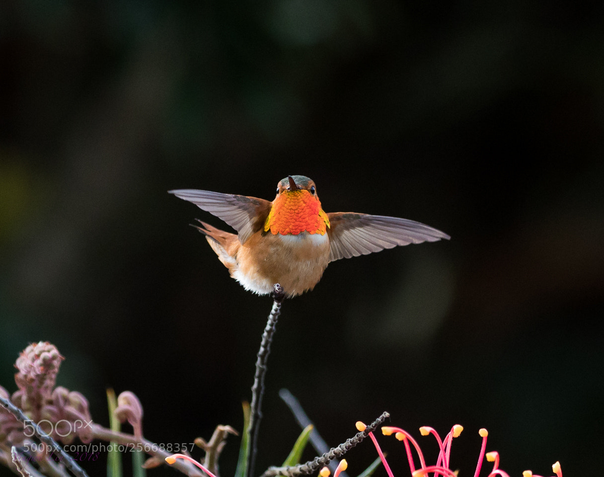 Canon EOS 5D Mark IV sample photo. Hummingbirds photography