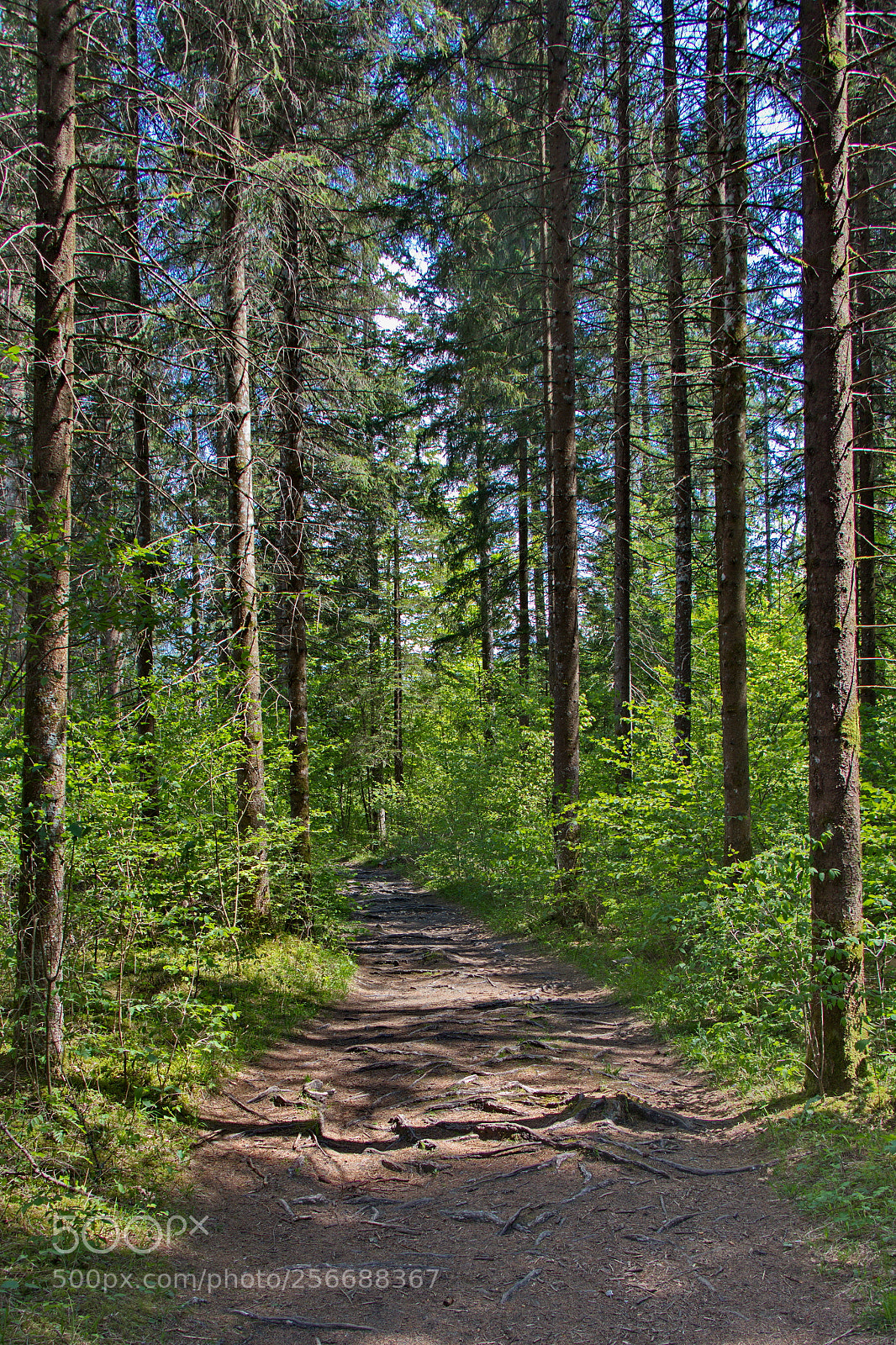 Canon EOS 80D sample photo. Chemin en foret photography