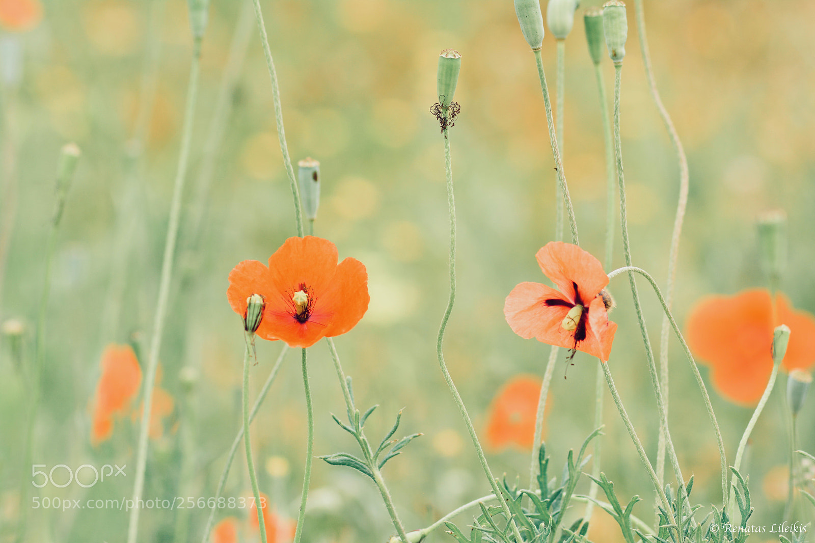 Nikon D7100 sample photo. Spring photography
