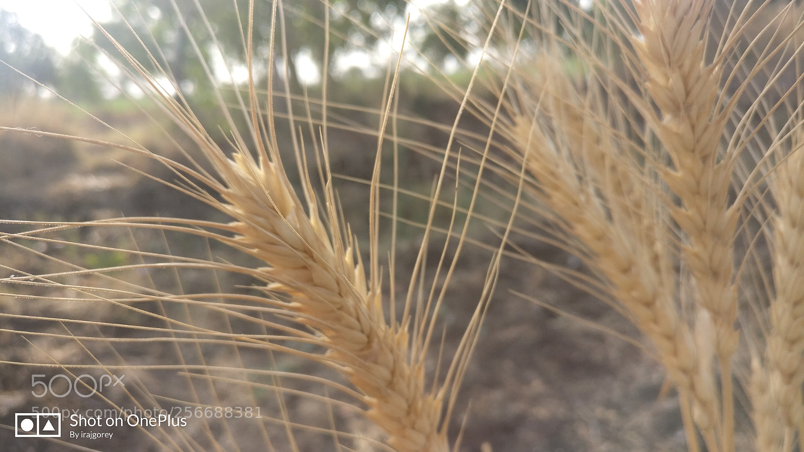 OnePlus A3003 sample photo. Barley photography