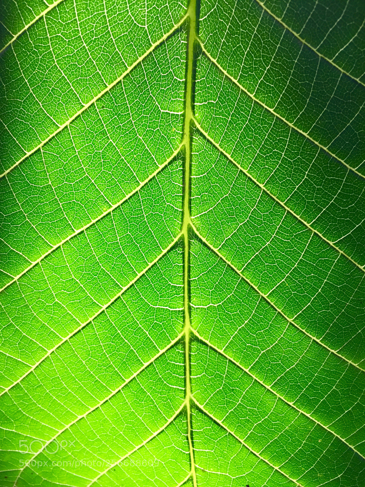 Apple iPhone 6 sample photo. Untitled photography