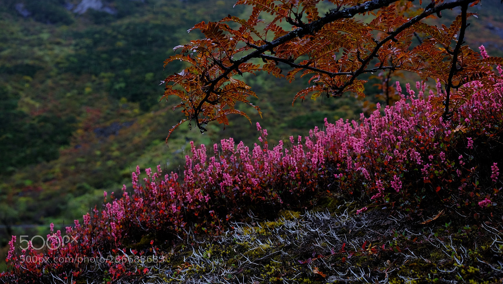 Fujifilm X-E2 sample photo. 西藏印象之四-珠峰东坡徒步 photography