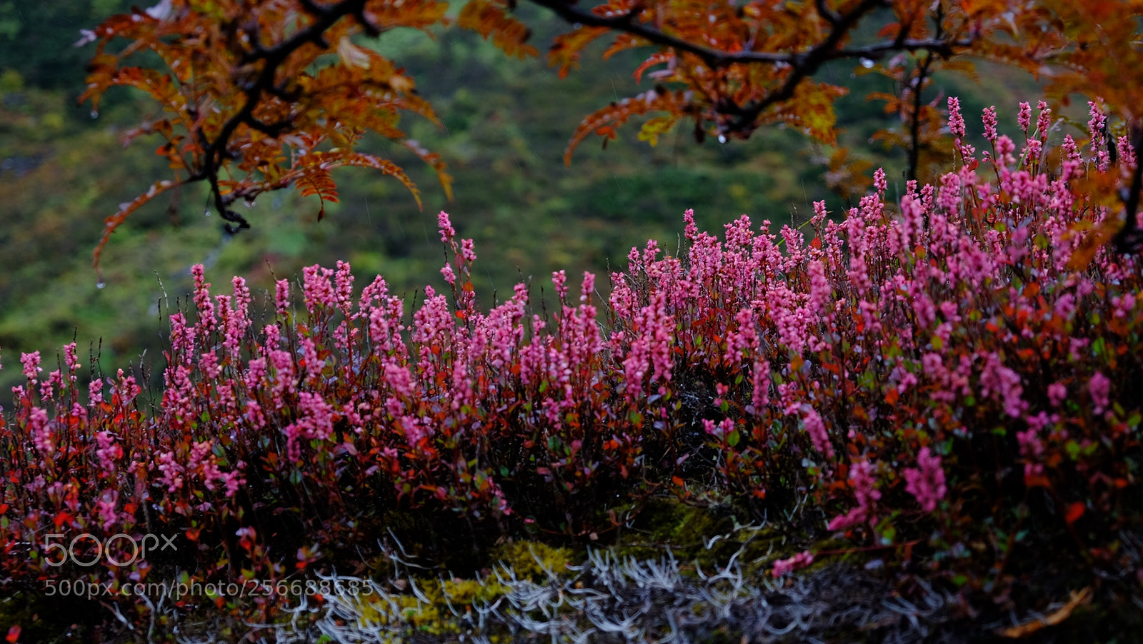 Fujifilm X-E2 sample photo. 西藏印象之四-珠峰东坡徒步 photography