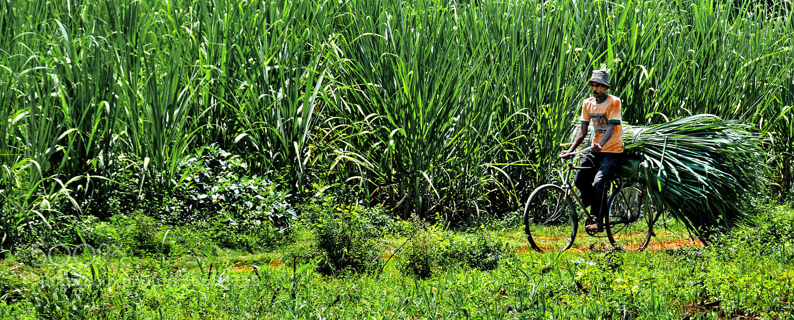 Nikon D300 sample photo. Feed for the cows photography