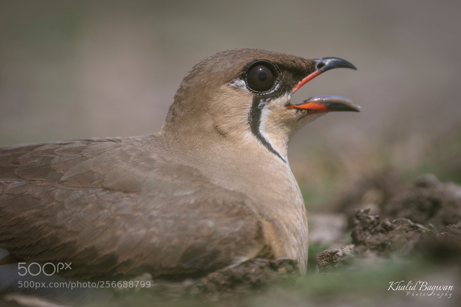 Canon EOS 7D Mark II sample photo. Oriental pratincole photography