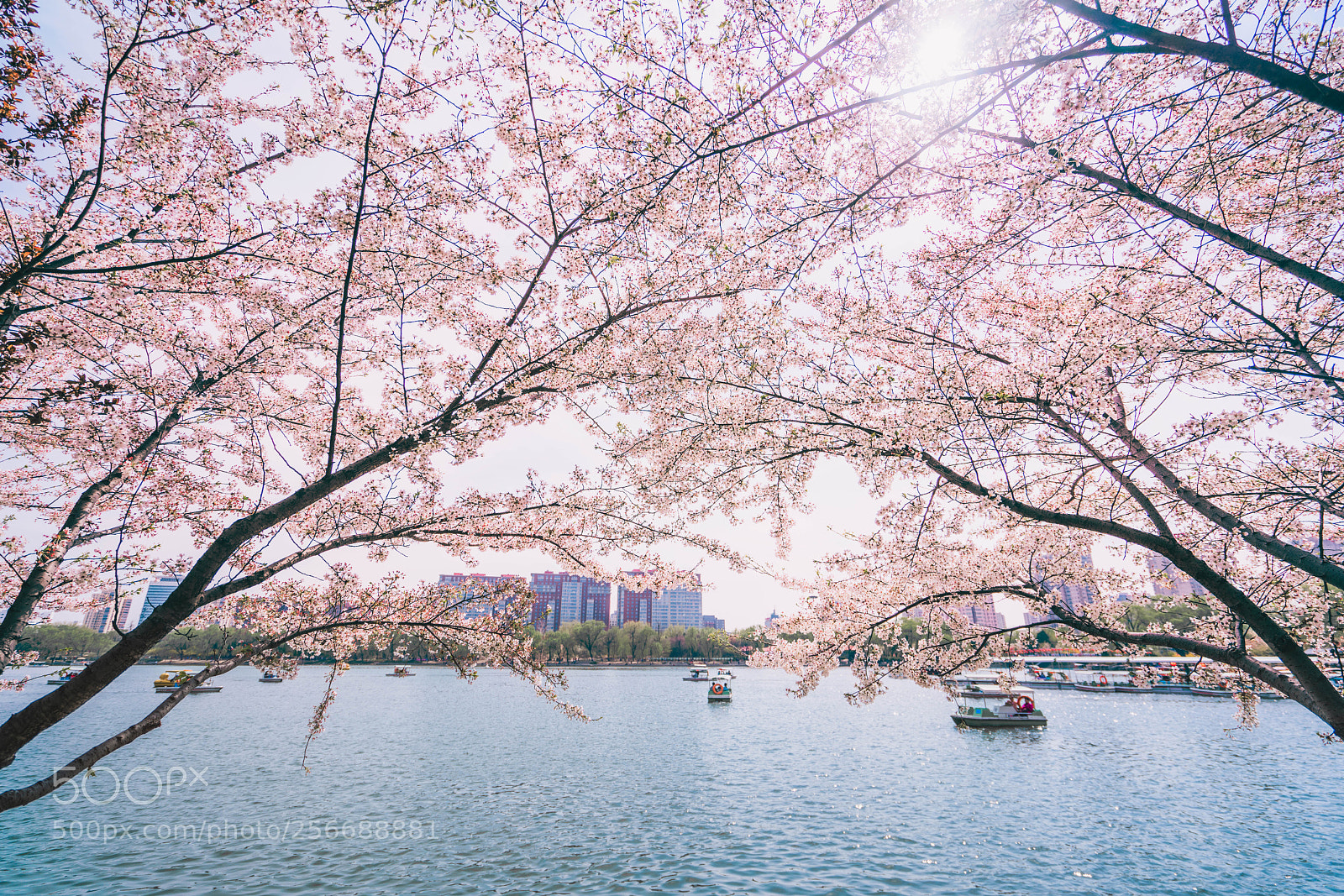 Sony a7R II sample photo. Sakura photography