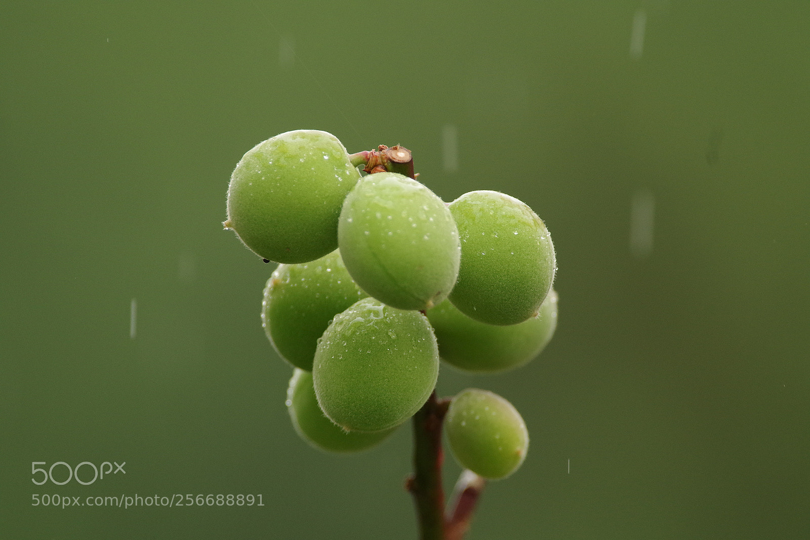 Pentax K-S2 sample photo. Green focus photography