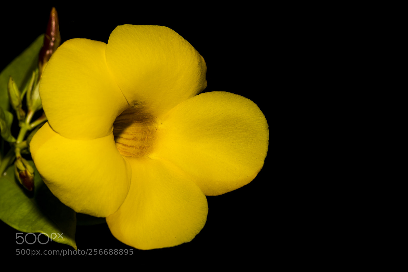 Nikon D750 sample photo. Yellow flower - night photography