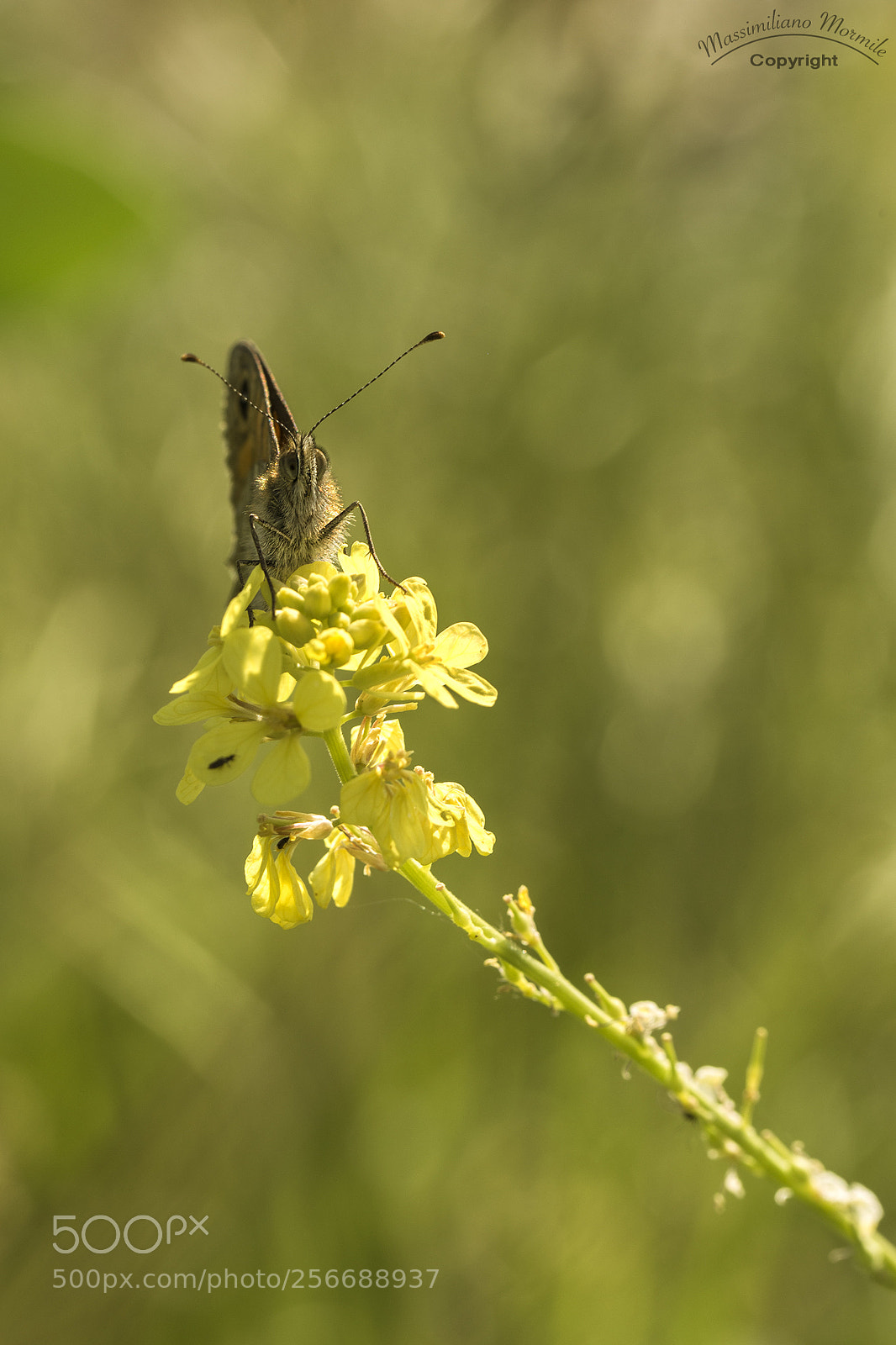Canon EOS 6D sample photo. Butterfly 3 photography