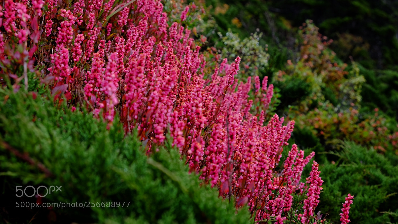 Fujifilm X-E2 sample photo. 西藏印象之四-珠峰东坡徒步 photography