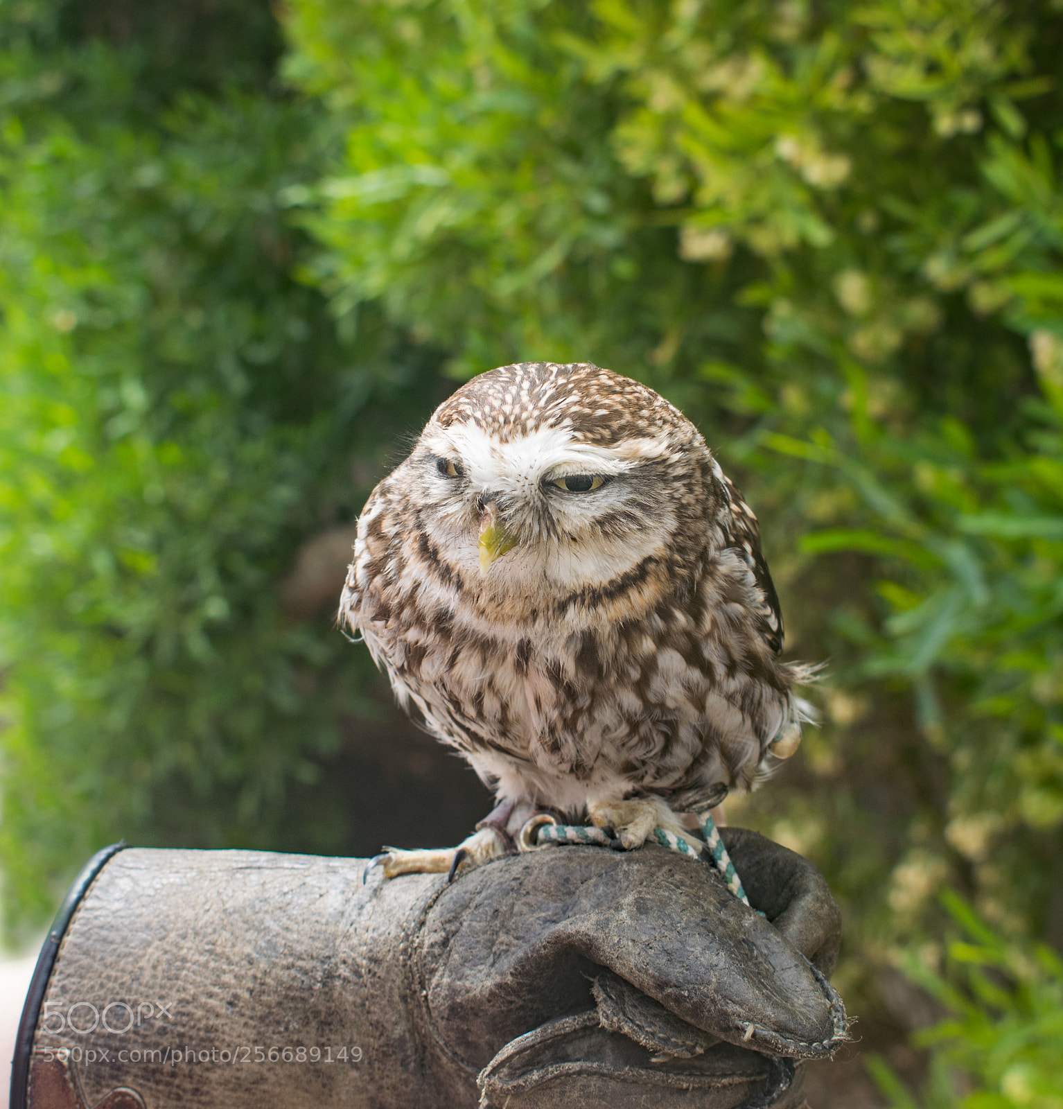 Nikon D3300 sample photo. The little owl photography
