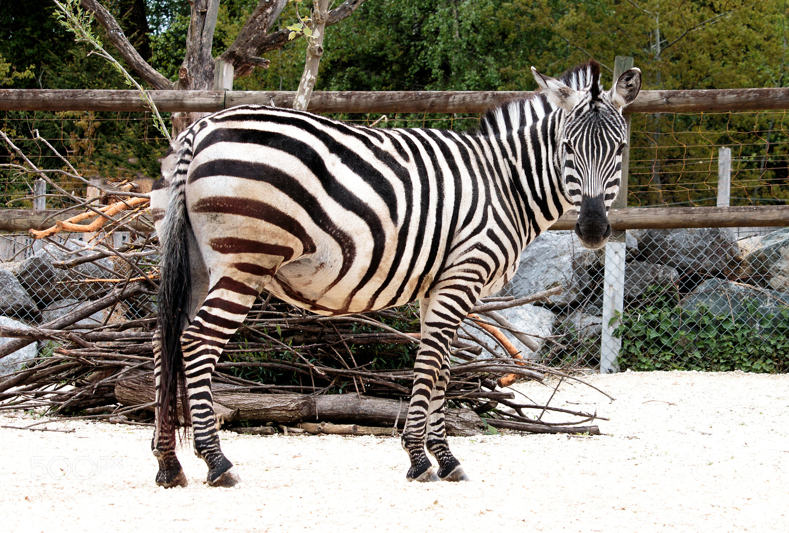 Canon EOS 70D sample photo. Zebra 2# photography