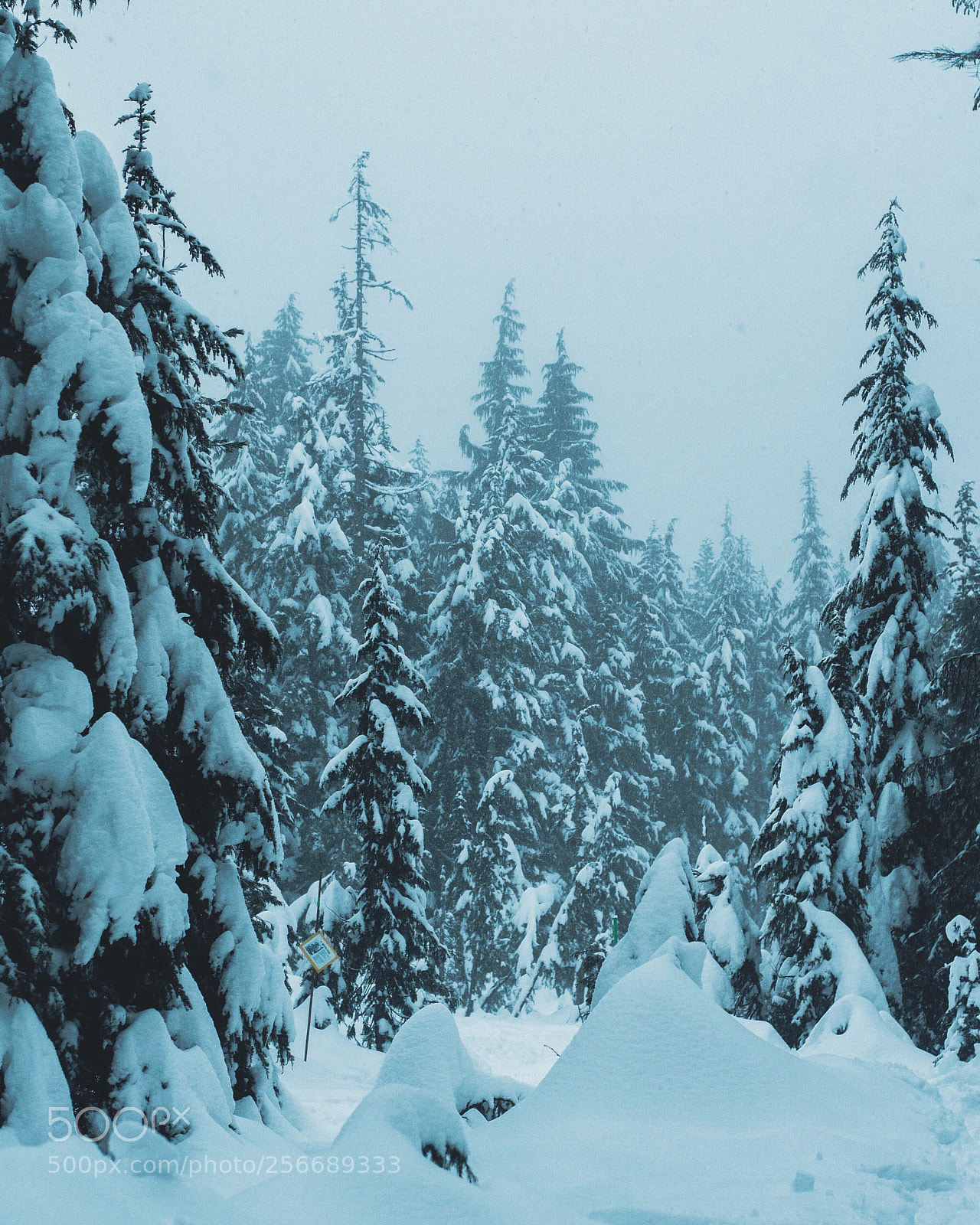 Nikon D3100 sample photo. Into the snow covered photography