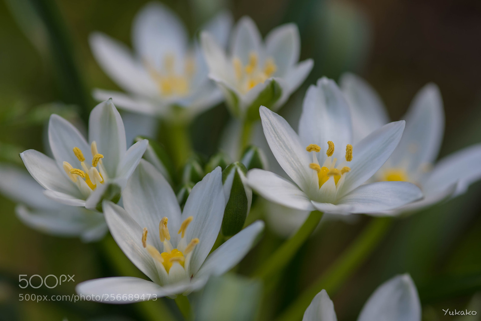 Nikon D750 sample photo. Ornithogalum photography