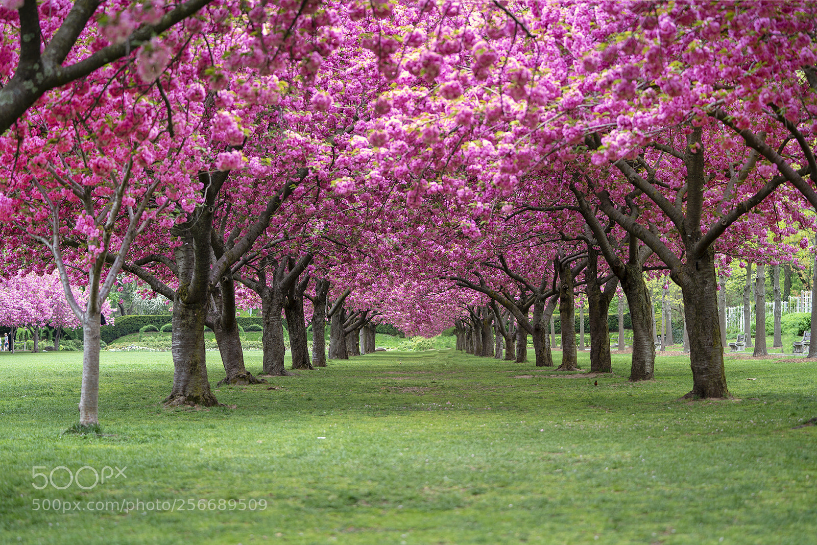 Sony a7R III sample photo. Spring photography