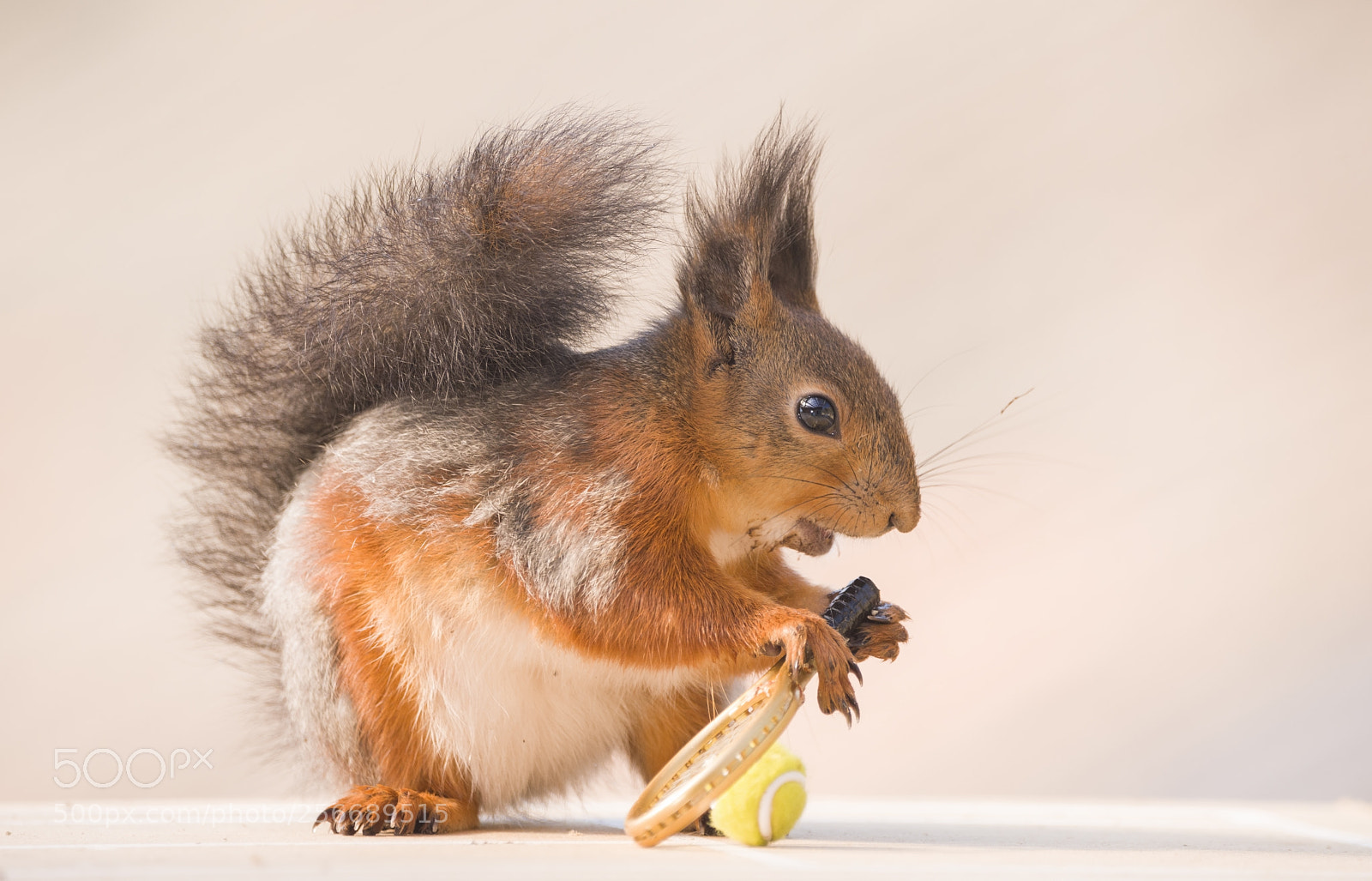 Nikon D810 sample photo. Red squirrels with an photography