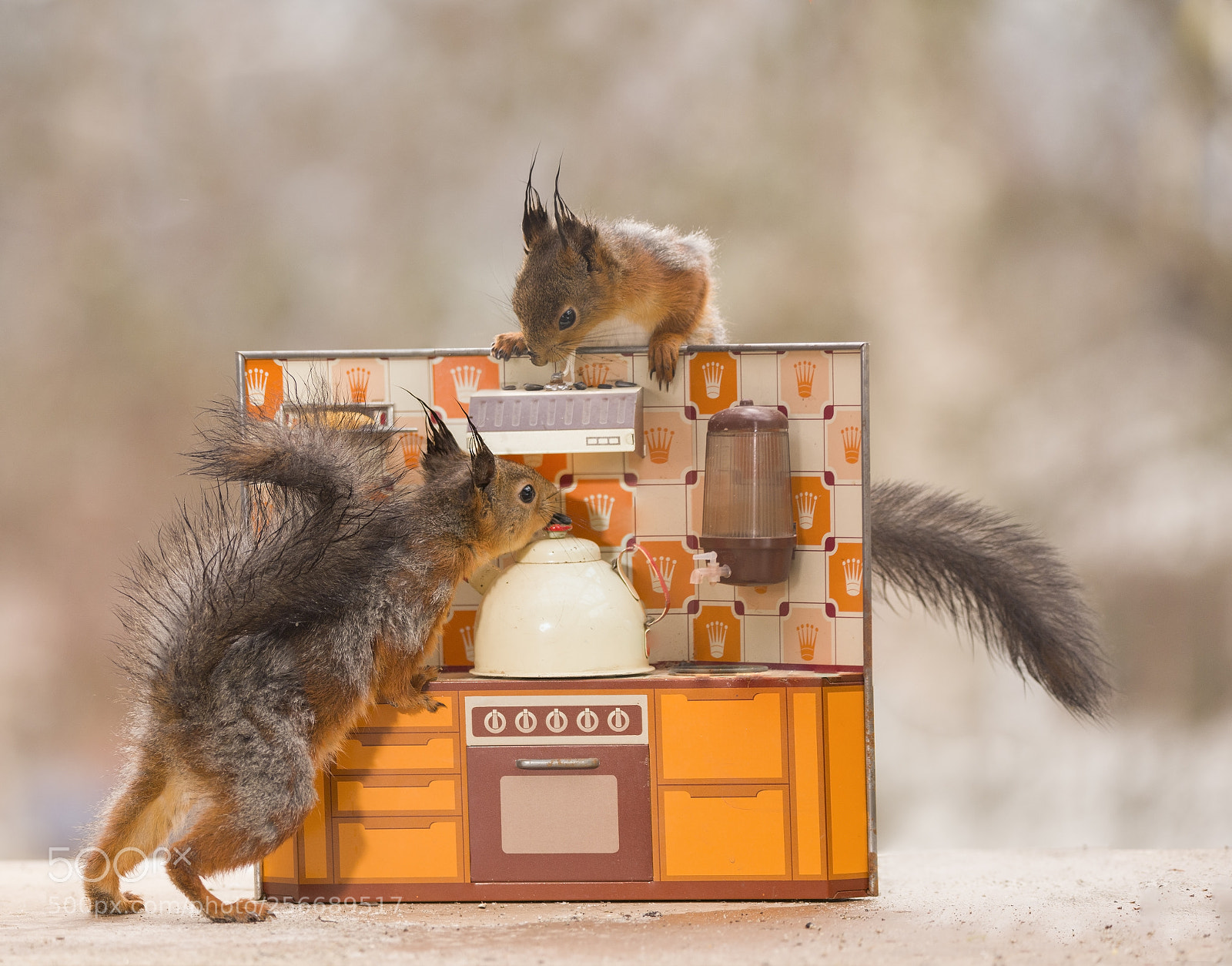 Nikon D810 sample photo. Red squirrels are standing photography