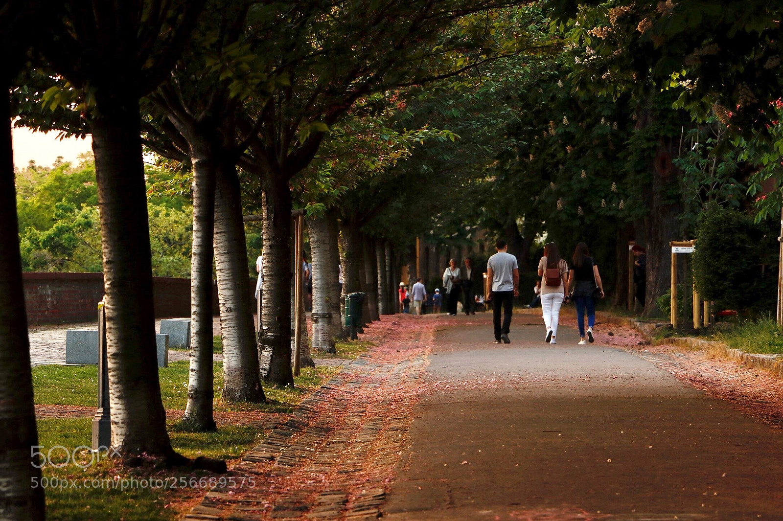 Canon EOS 80D sample photo. Untitled photography