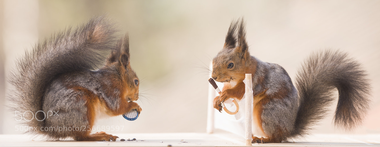 Nikon D810 sample photo. Red squirrels hold a photography