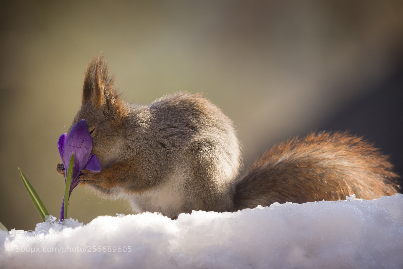 Nikon D810 sample photo. Red squirrel on the photography