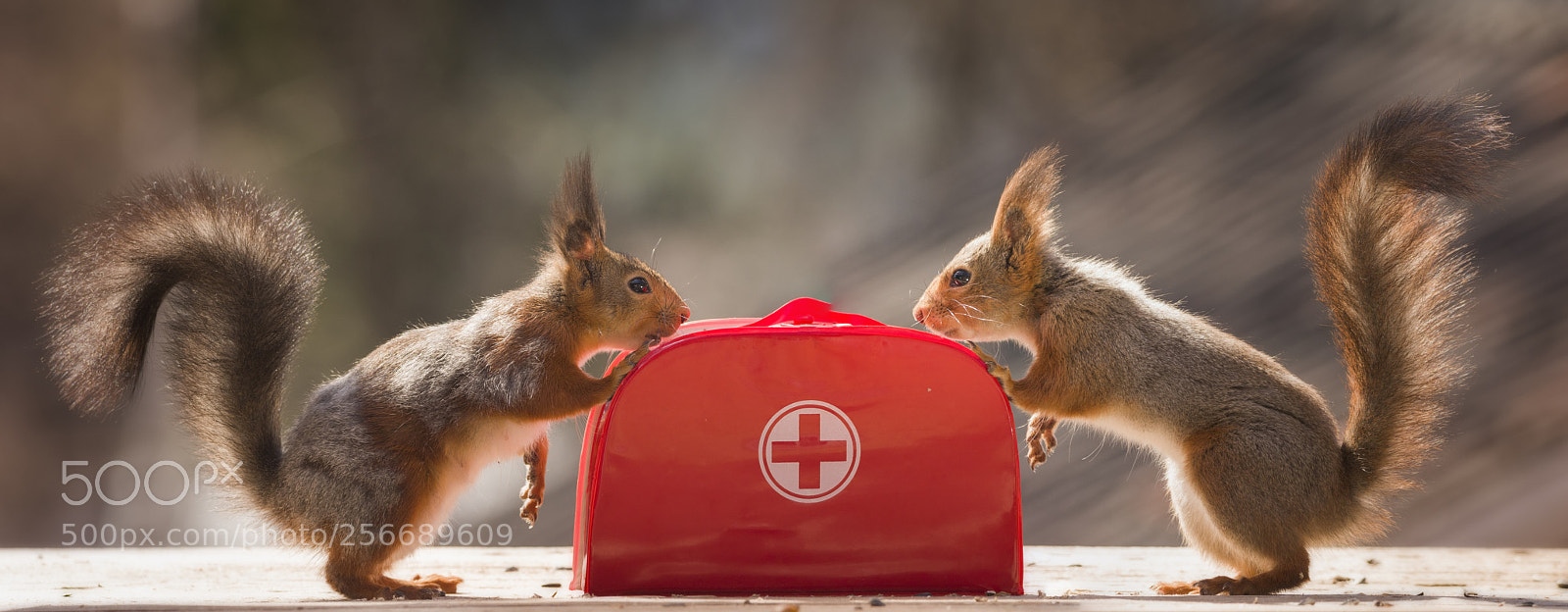 Nikon D810 sample photo. Red squirrels with a photography