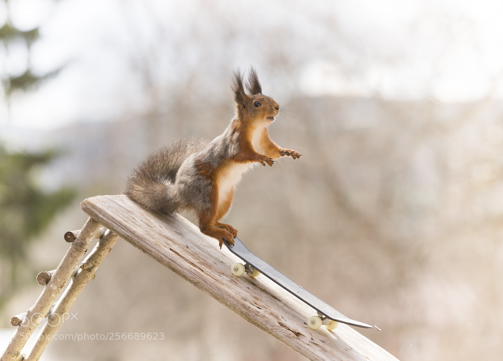 Nikon D810 sample photo. Red squirrel is standing photography