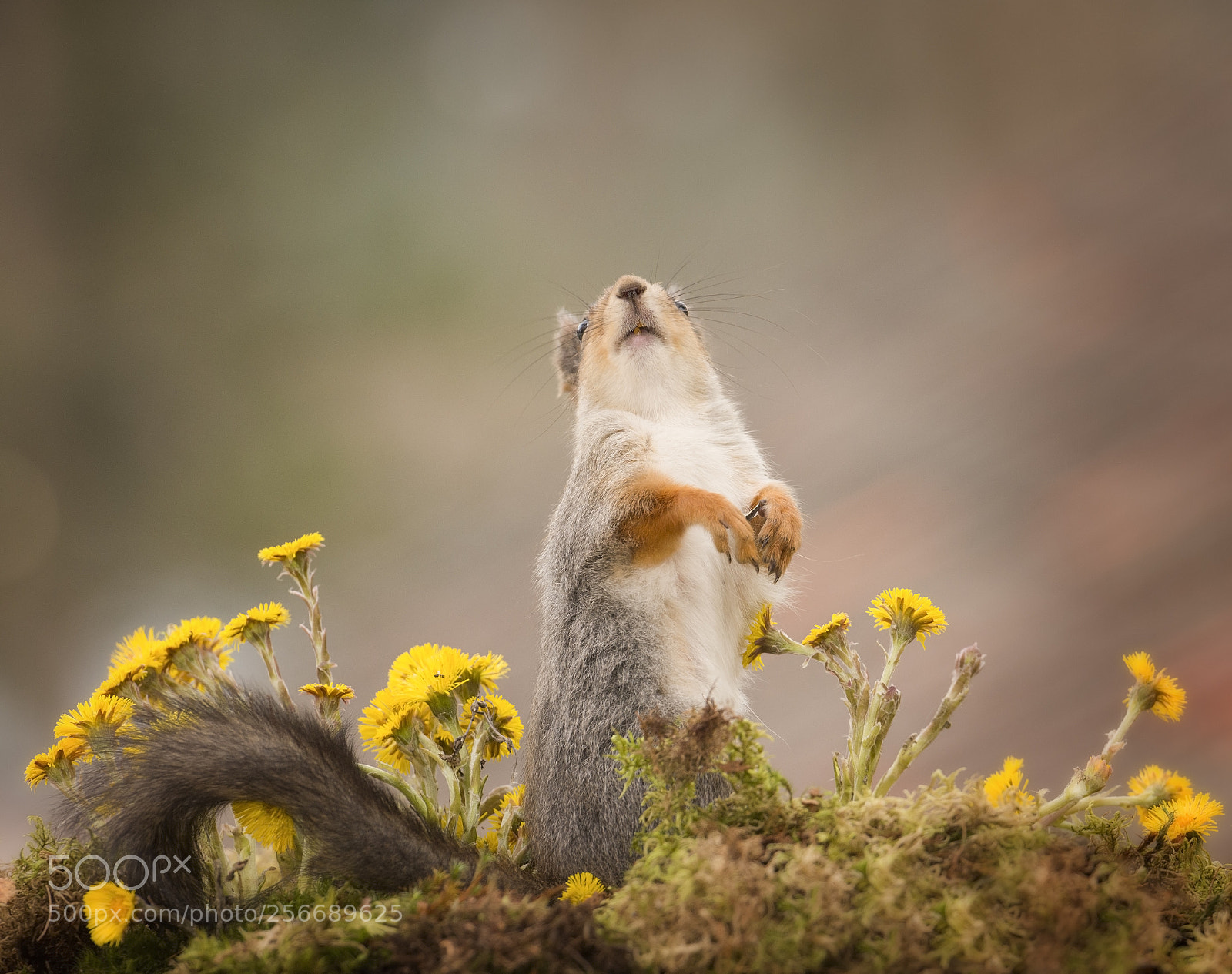 Nikon D810 sample photo. Red squirrel is standing photography