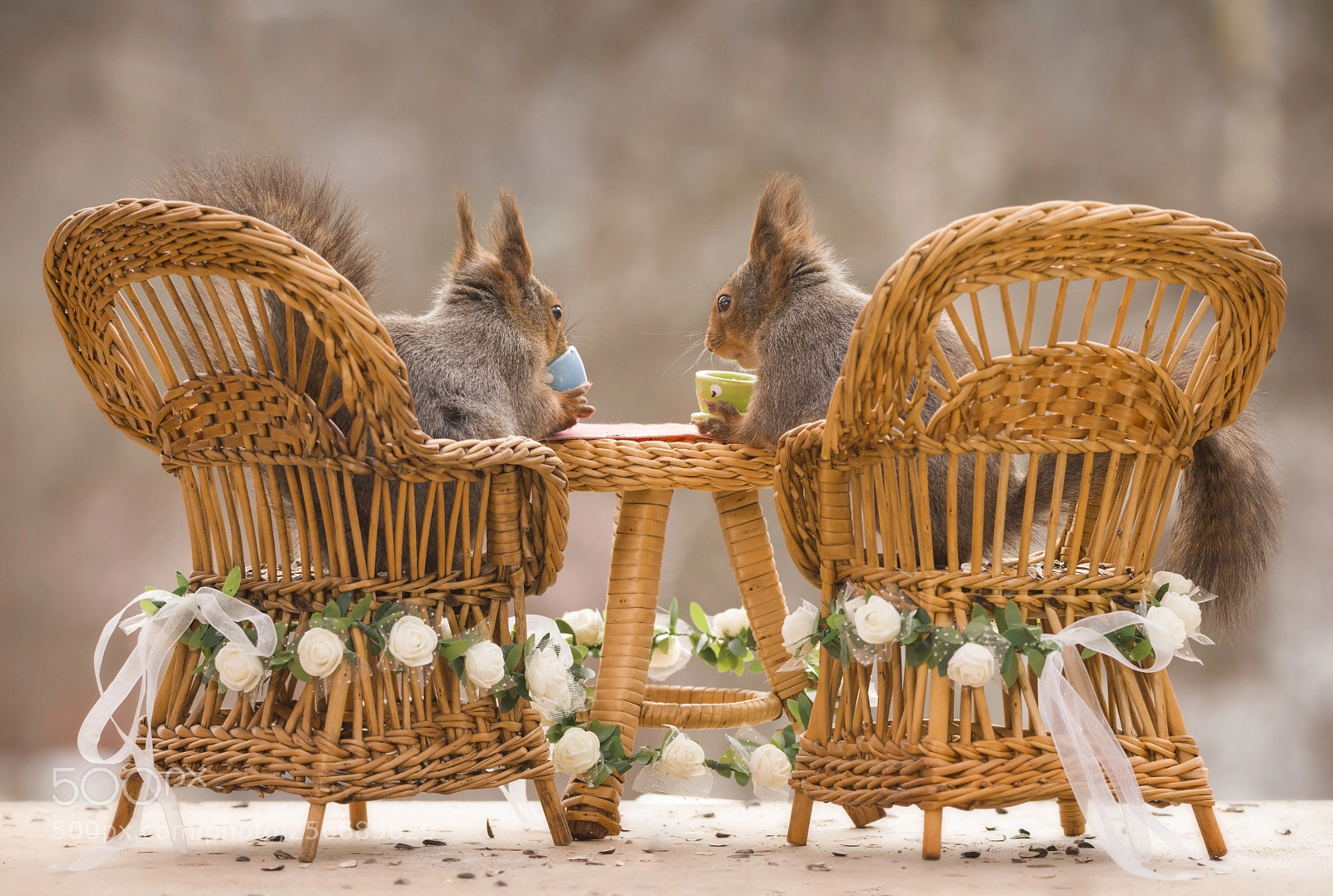 Nikon D810 sample photo. Red squirrels sit on photography