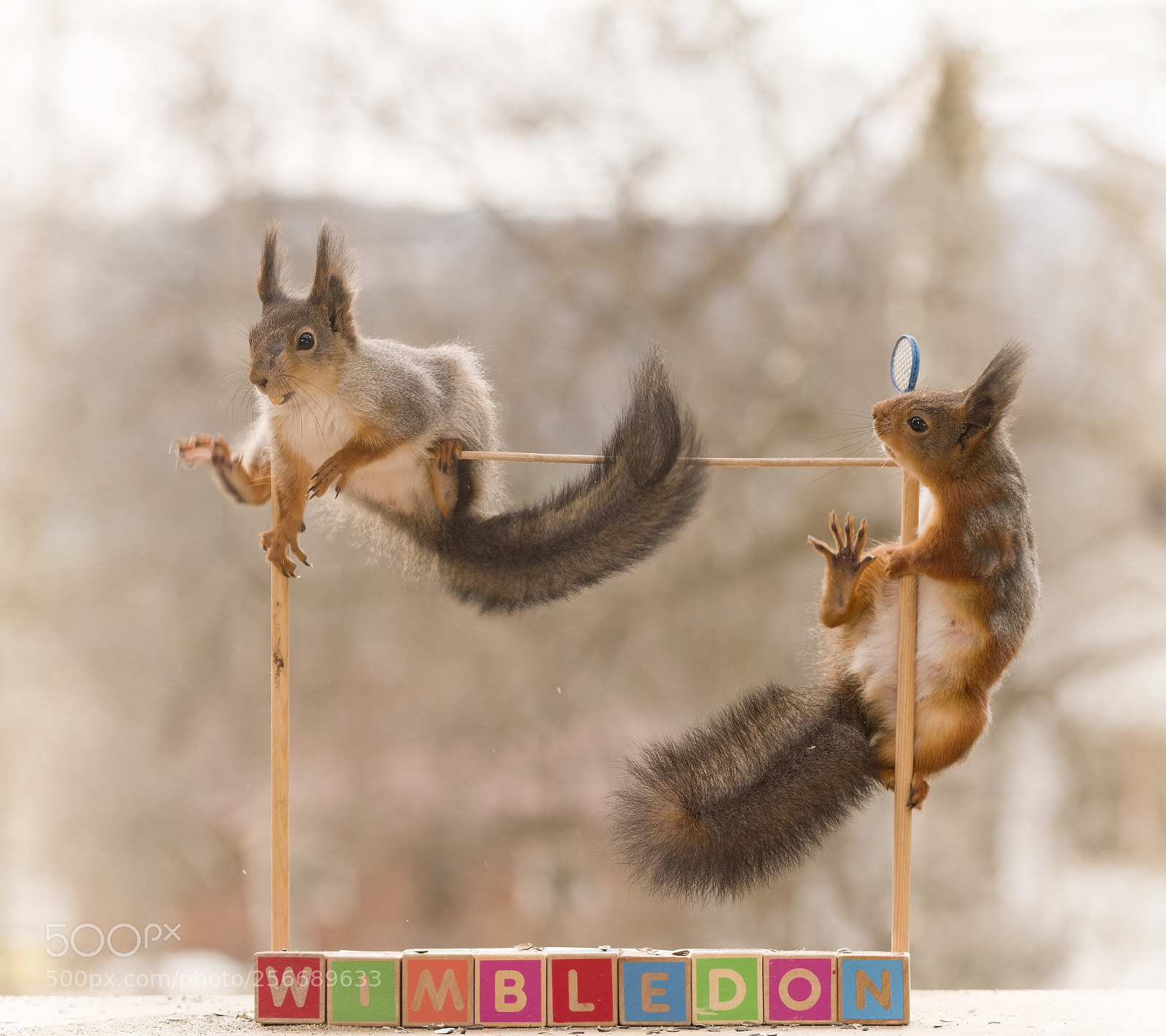Nikon D810 sample photo. Red squirrel with an photography