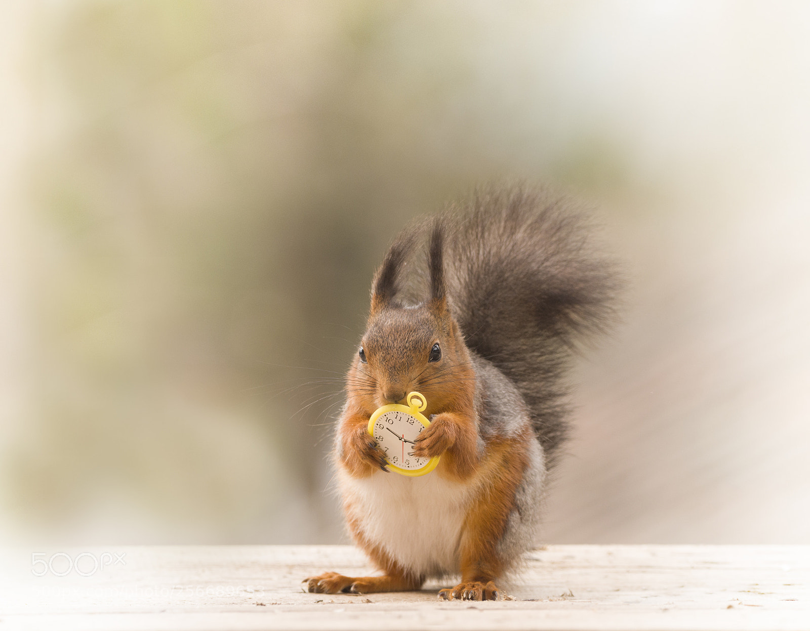 Nikon D810 sample photo. Red squirrel is holding photography