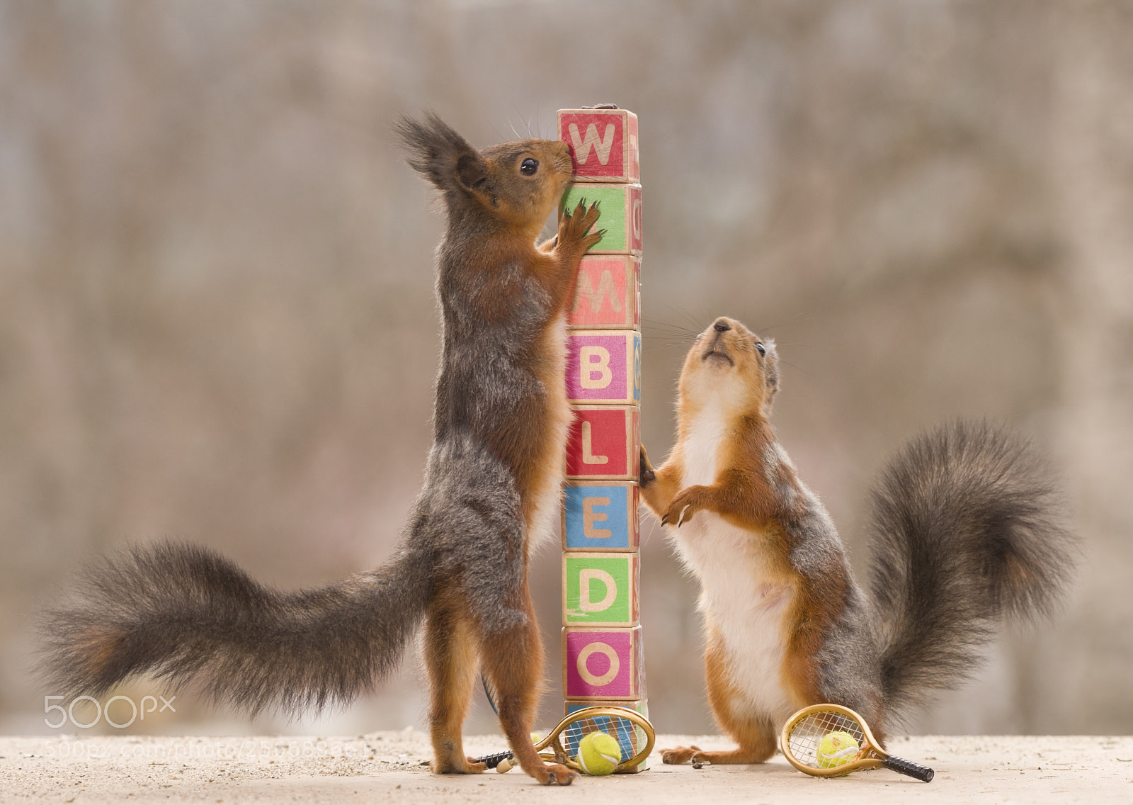 Nikon D810 sample photo. Red squirrel with a photography