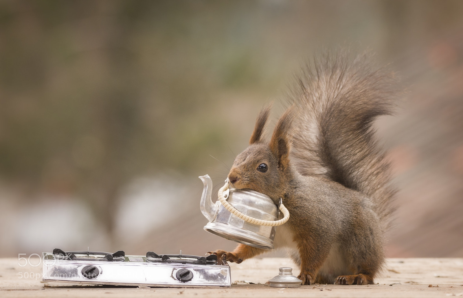 Nikon D810 sample photo. Red squirrel carry a photography