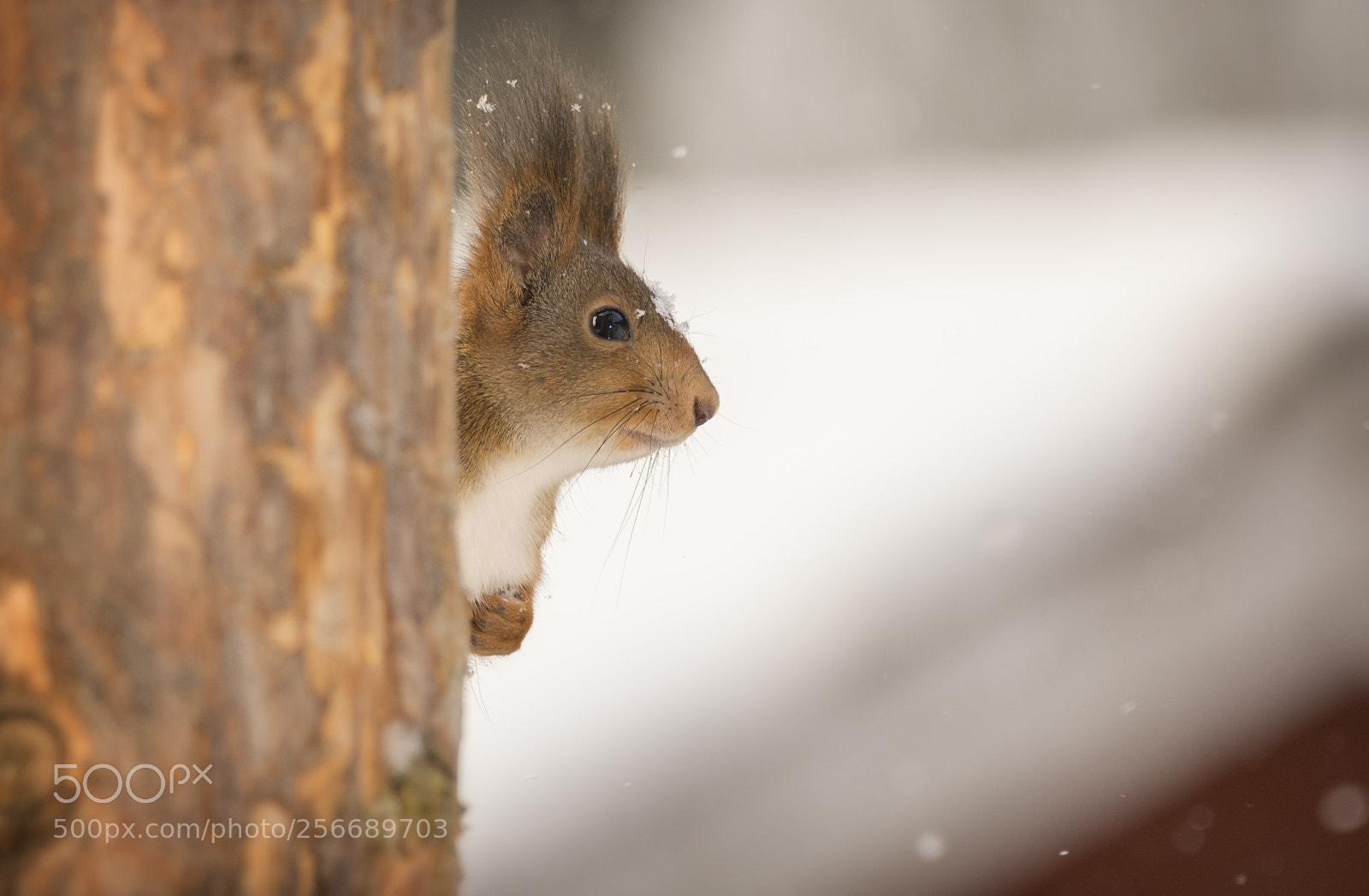 Nikon D7100 sample photo. Red squirrel hiding behind photography