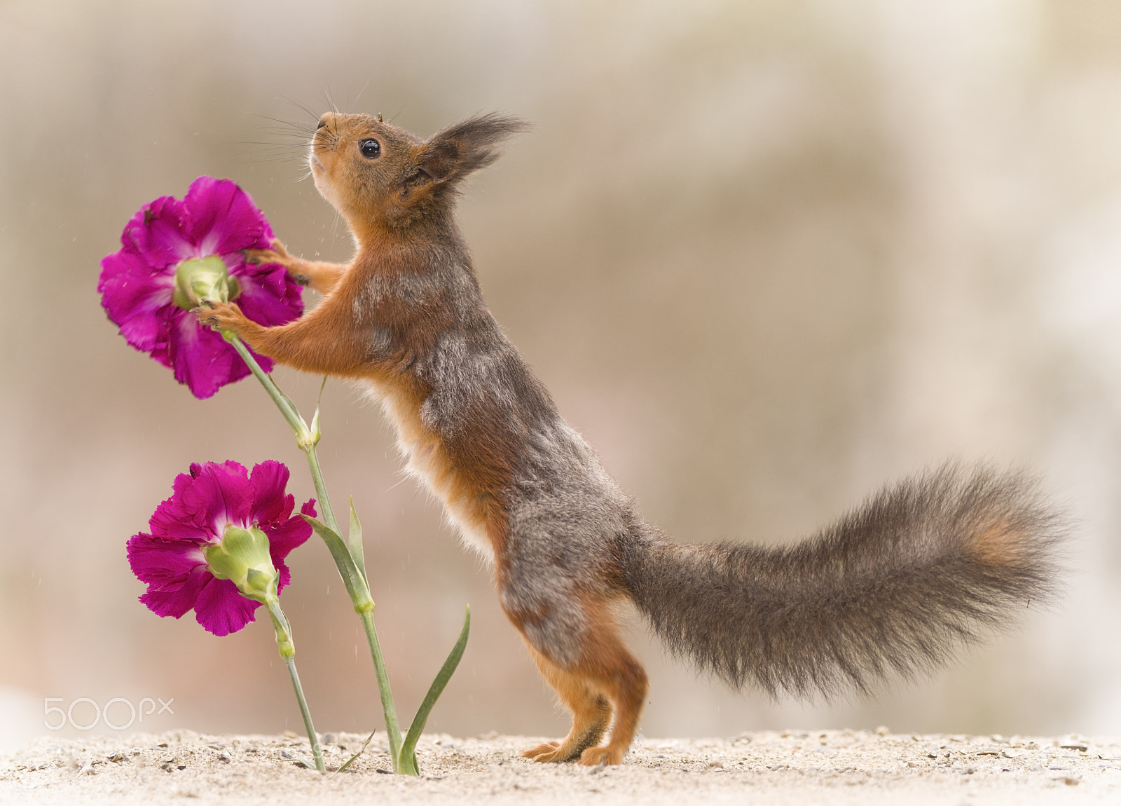 Nikon D810 sample photo. Red squirrel is leaning photography