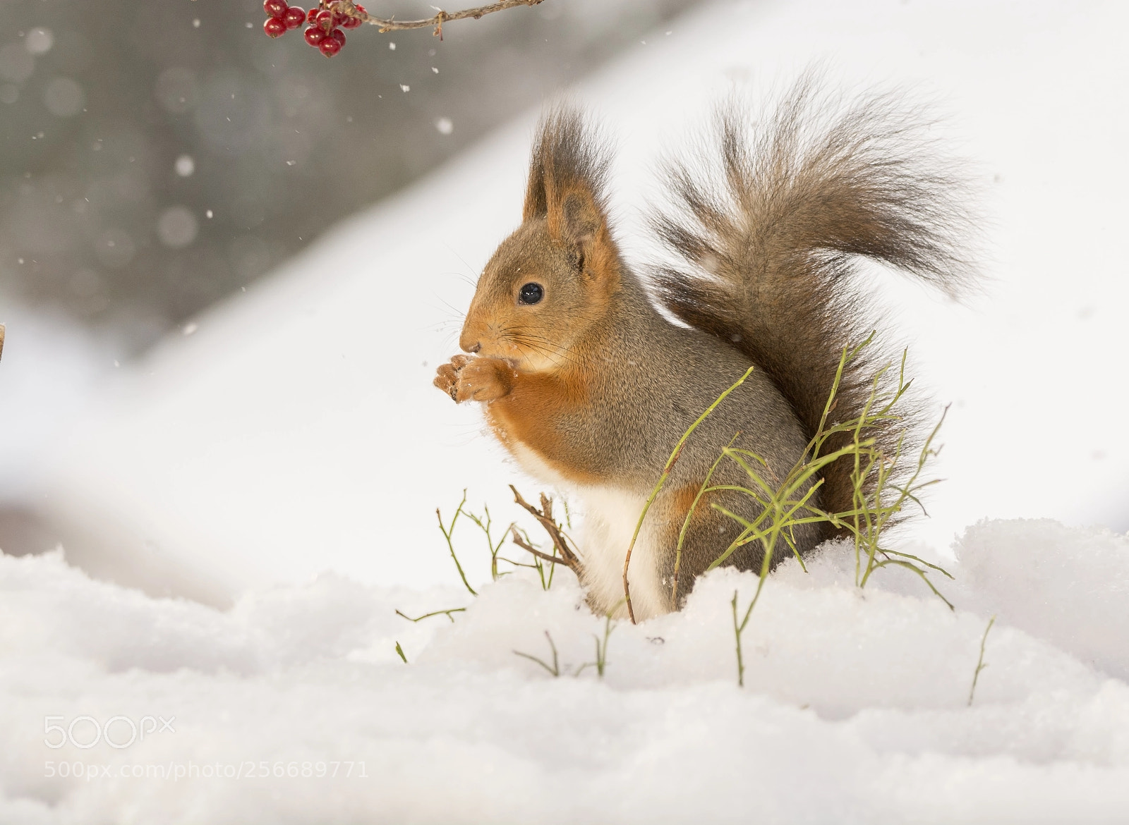 Nikon D7100 sample photo. Red squirrel is standing photography