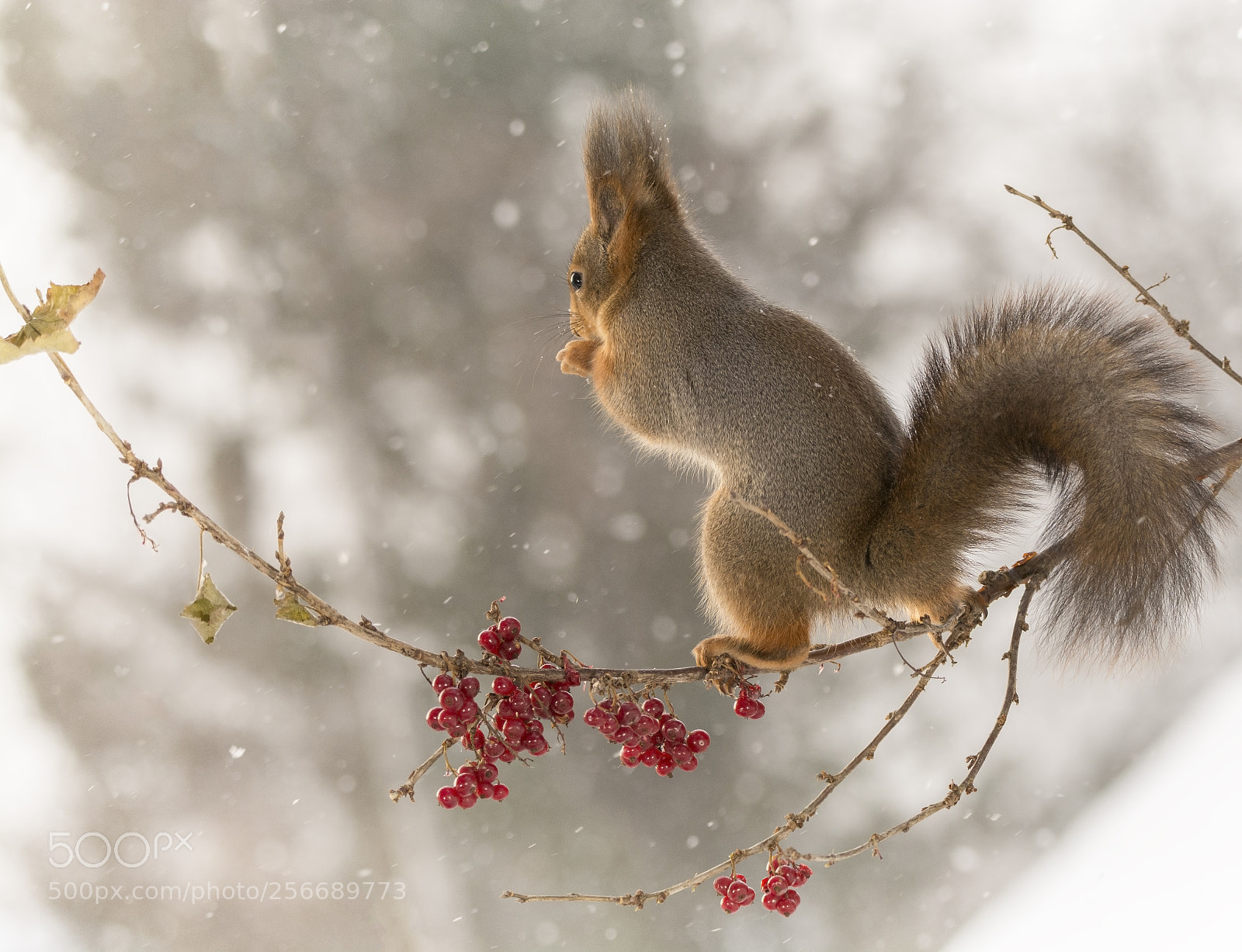 Nikon D7100 sample photo. Red squirrel on a photography