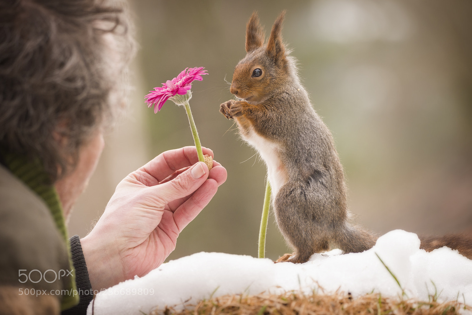 Nikon D810 sample photo. Man with a flower photography