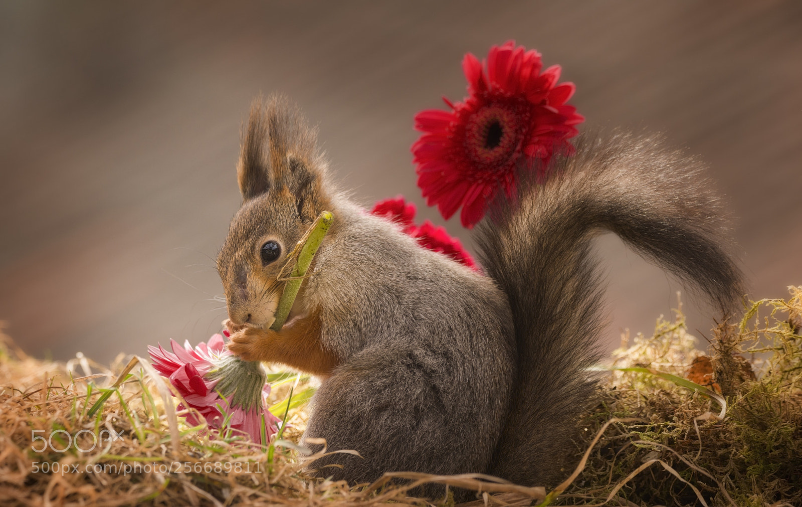 Nikon D810 sample photo. Red squirrel is holding photography