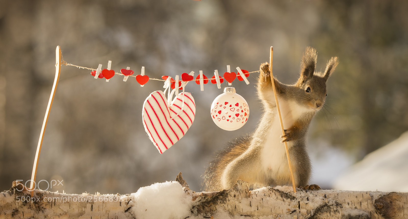 Nikon D7100 sample photo. Red squirrel with a photography