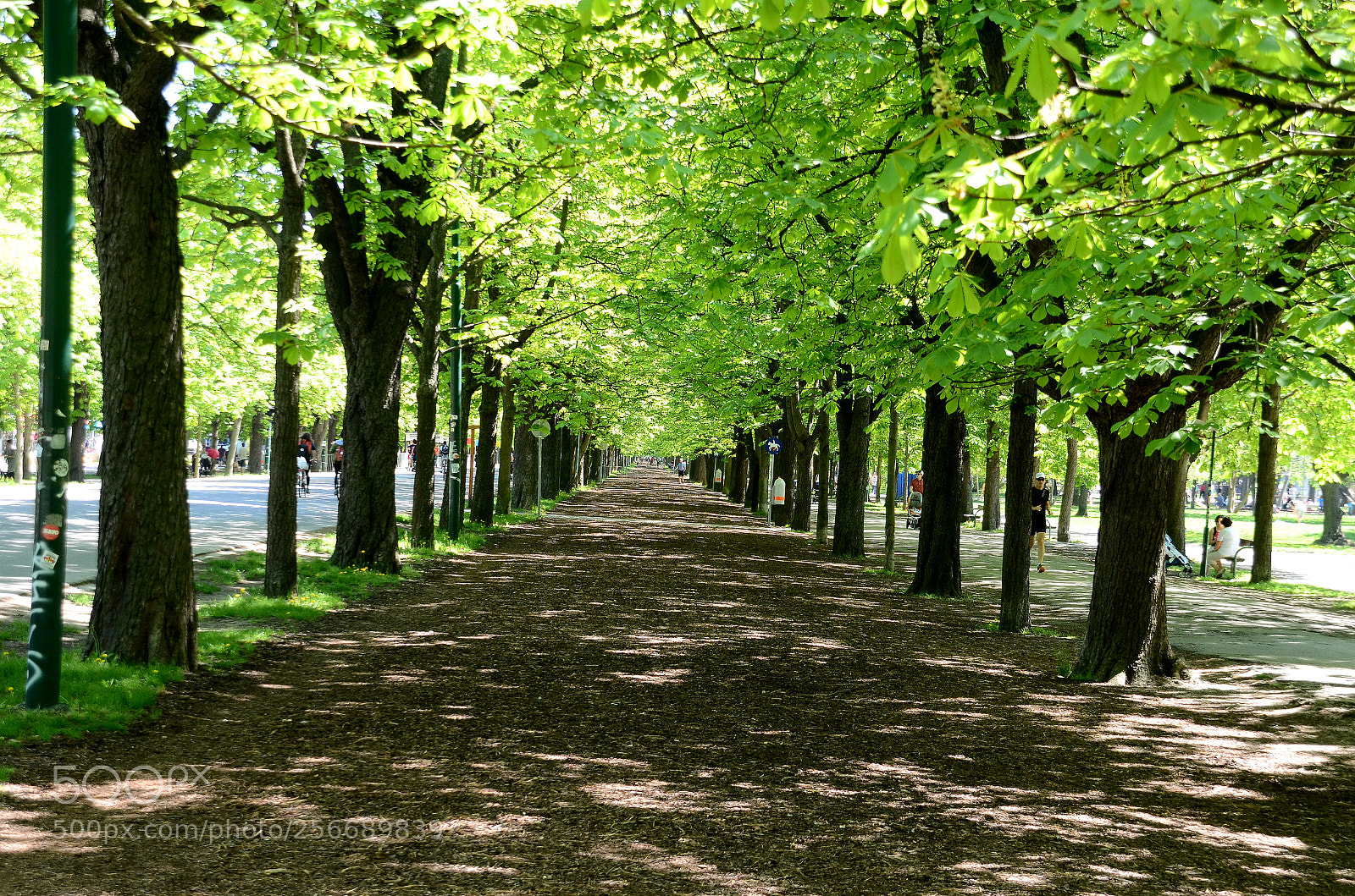 Nikon D7000 sample photo. Main_alley_morning photography