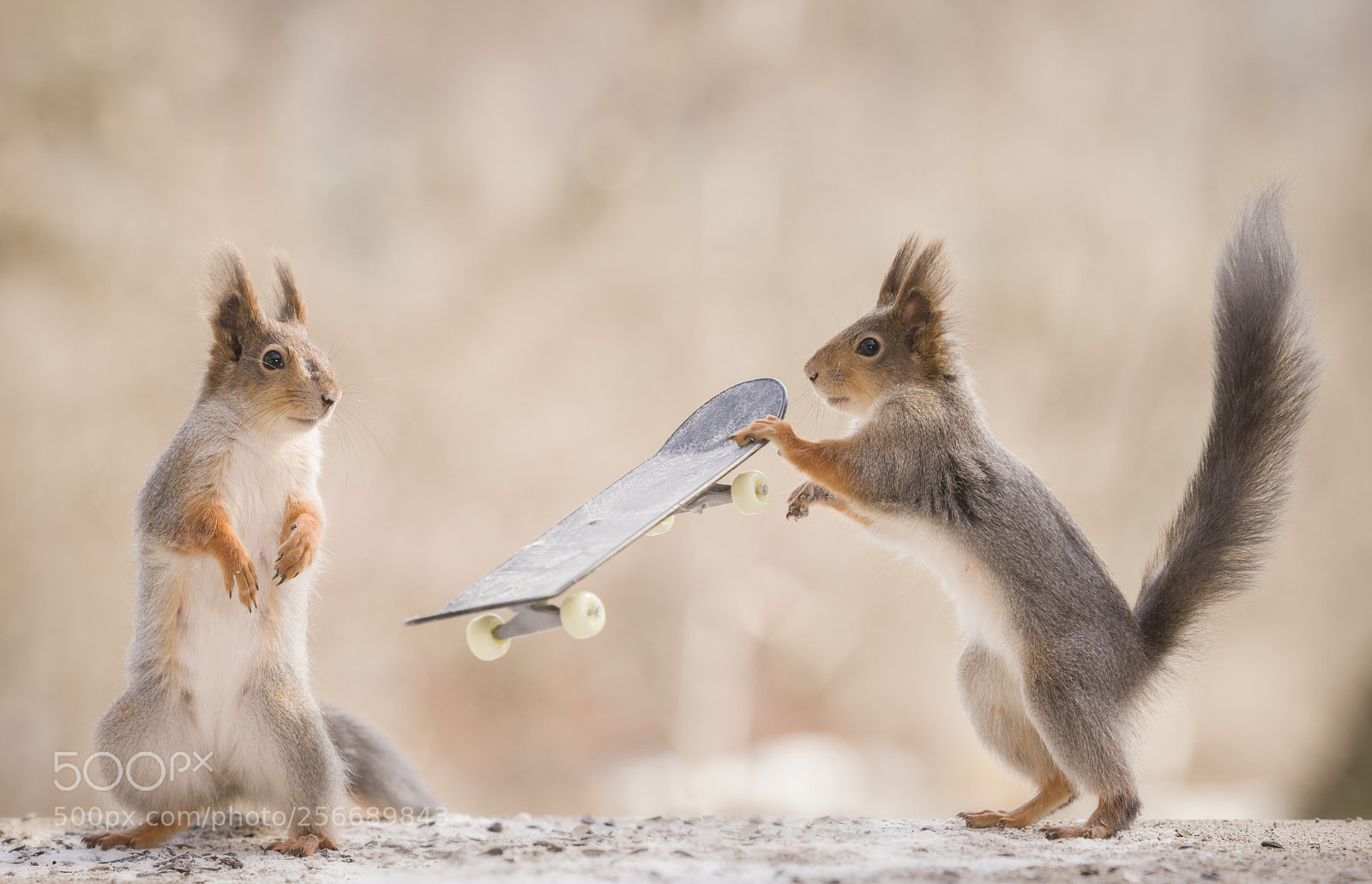 Nikon D810 sample photo. Red squirrels holding an photography