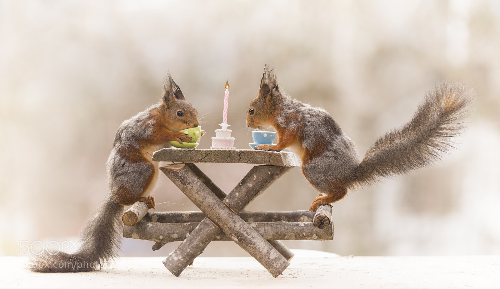 Nikon D810 sample photo. Red squirrels on chairs photography