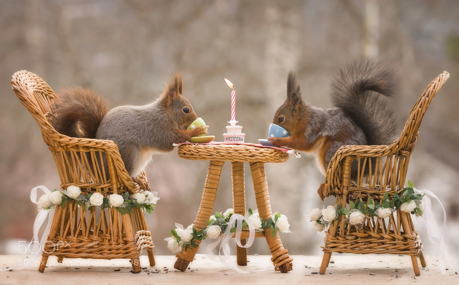 Nikon D810 sample photo. Red squirrels on chairs photography