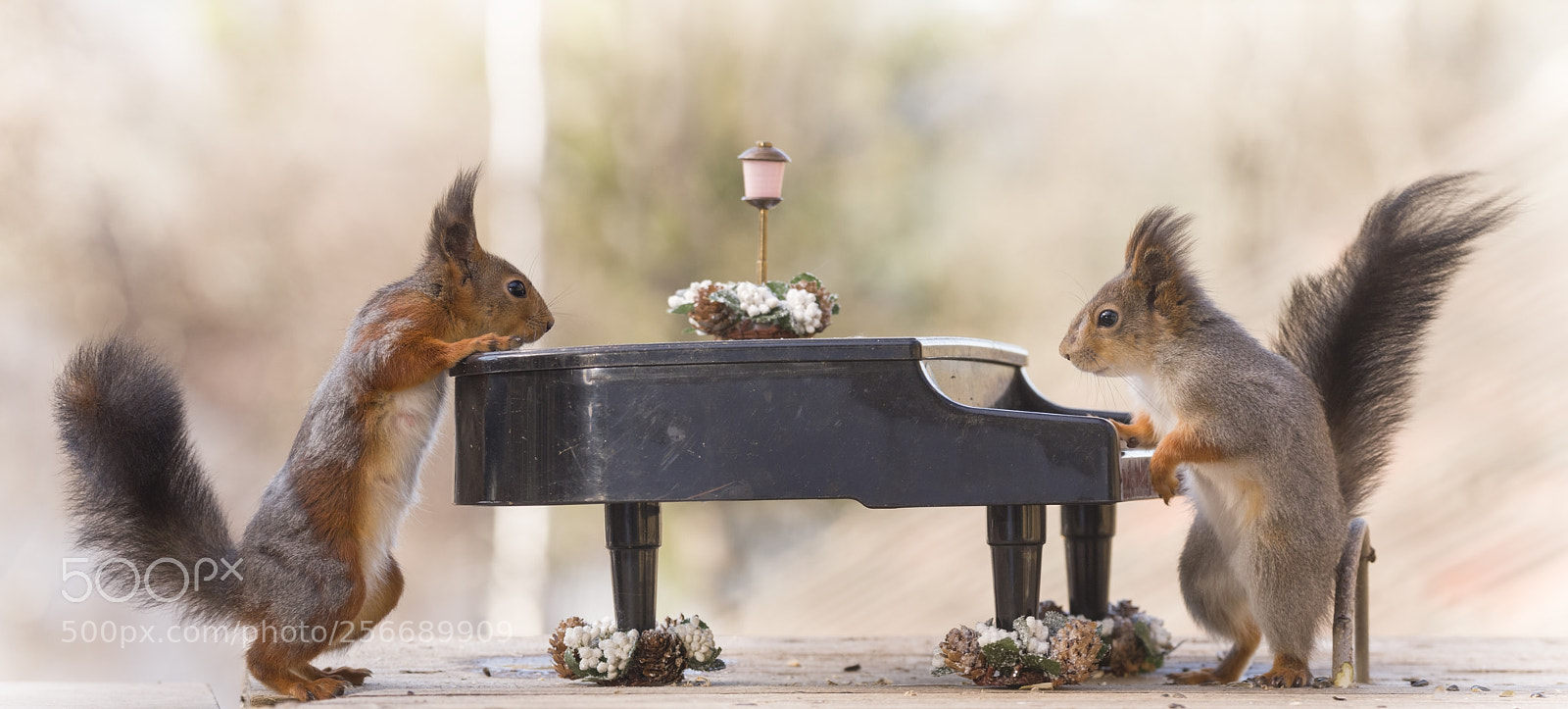 Nikon D810 sample photo. Red squirrels with a photography