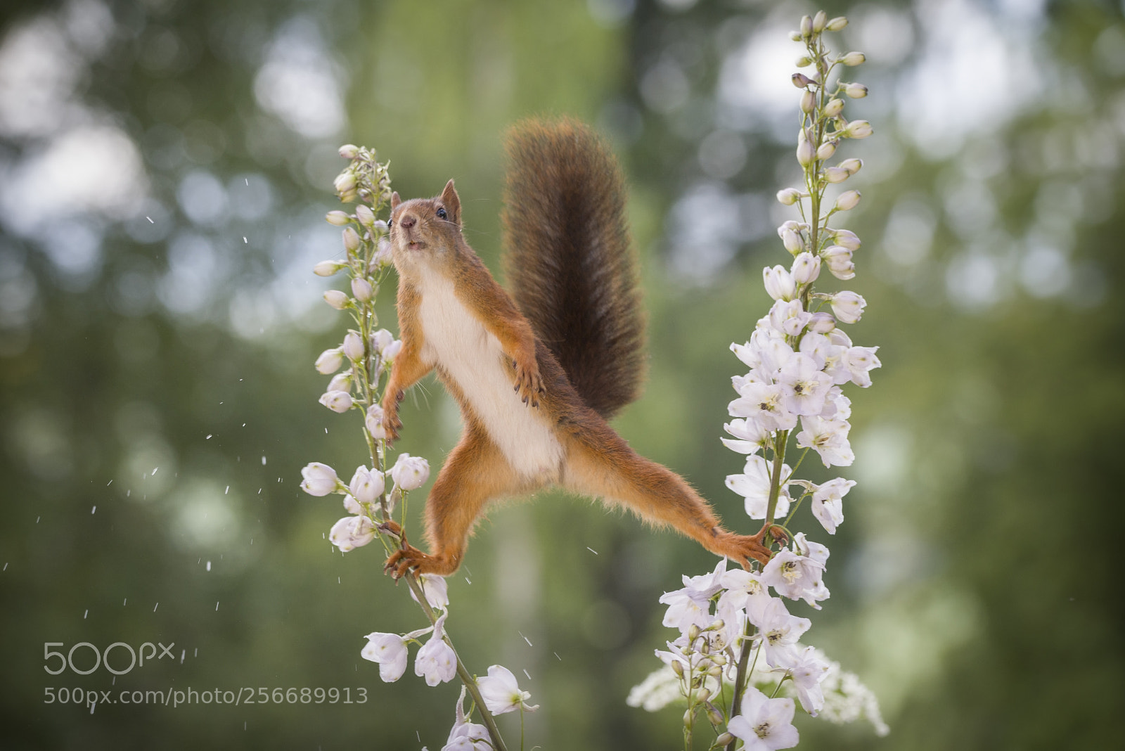 Nikon D810 sample photo. Squirrel between delphinium a photography