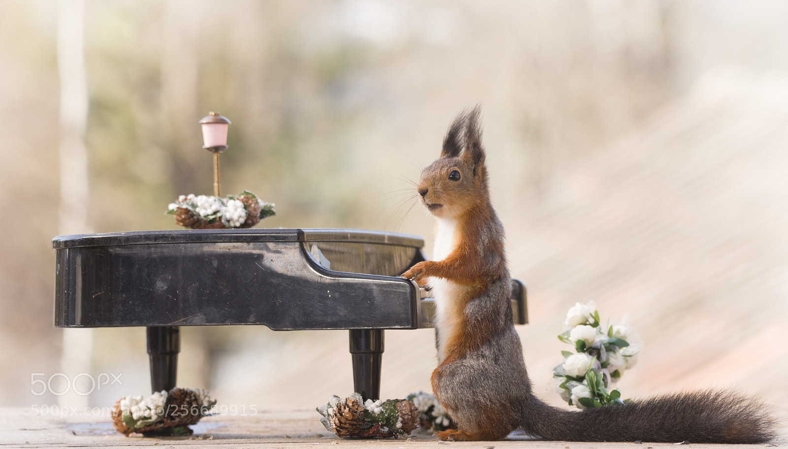 Nikon D810 sample photo. Red squirrel with an photography