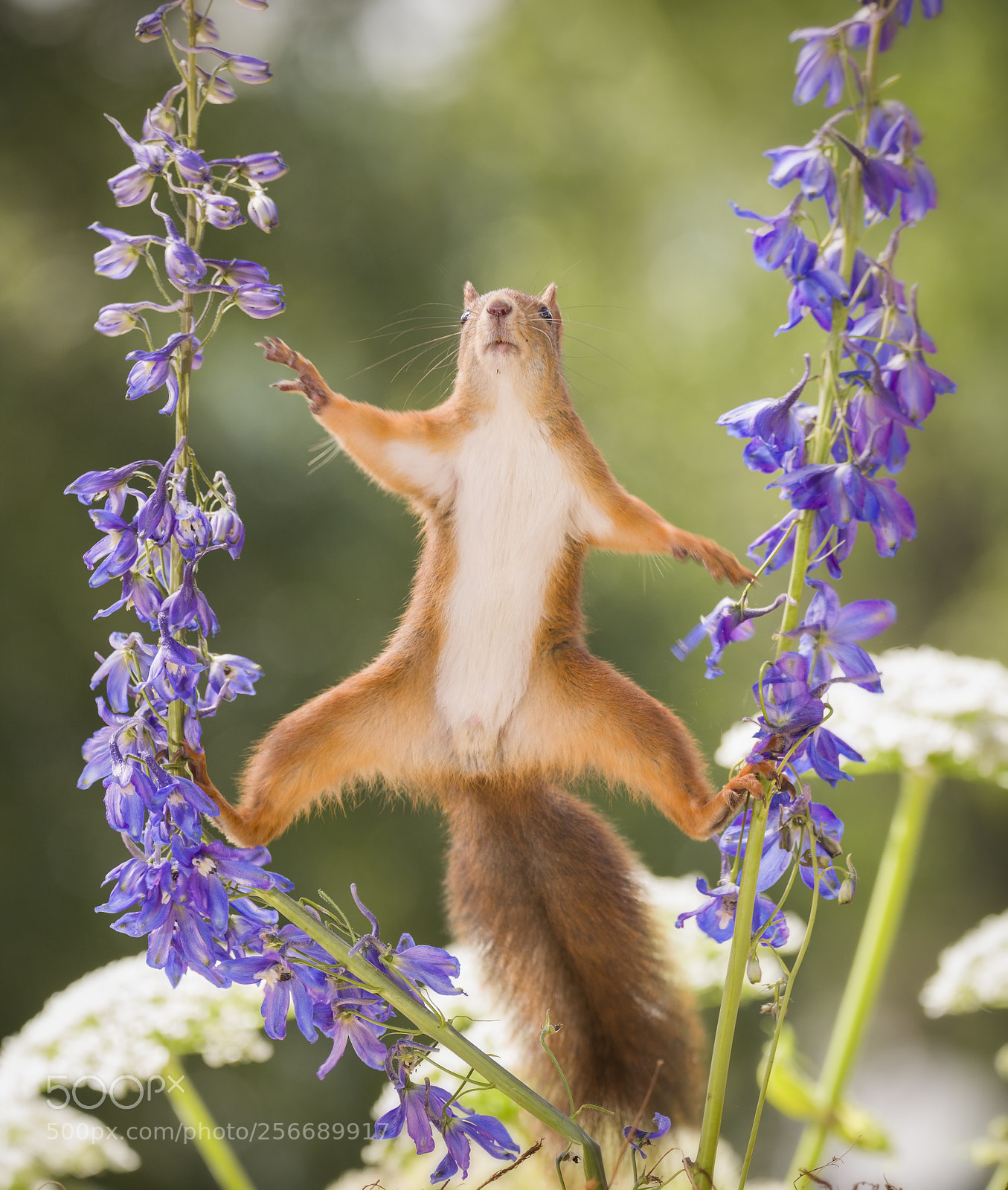 Nikon D810 sample photo. Red squirrel between delphinium photography