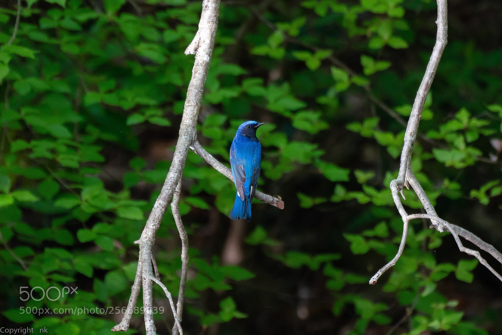 Sony a7R III sample photo. Blue-and-white flycatcher photography