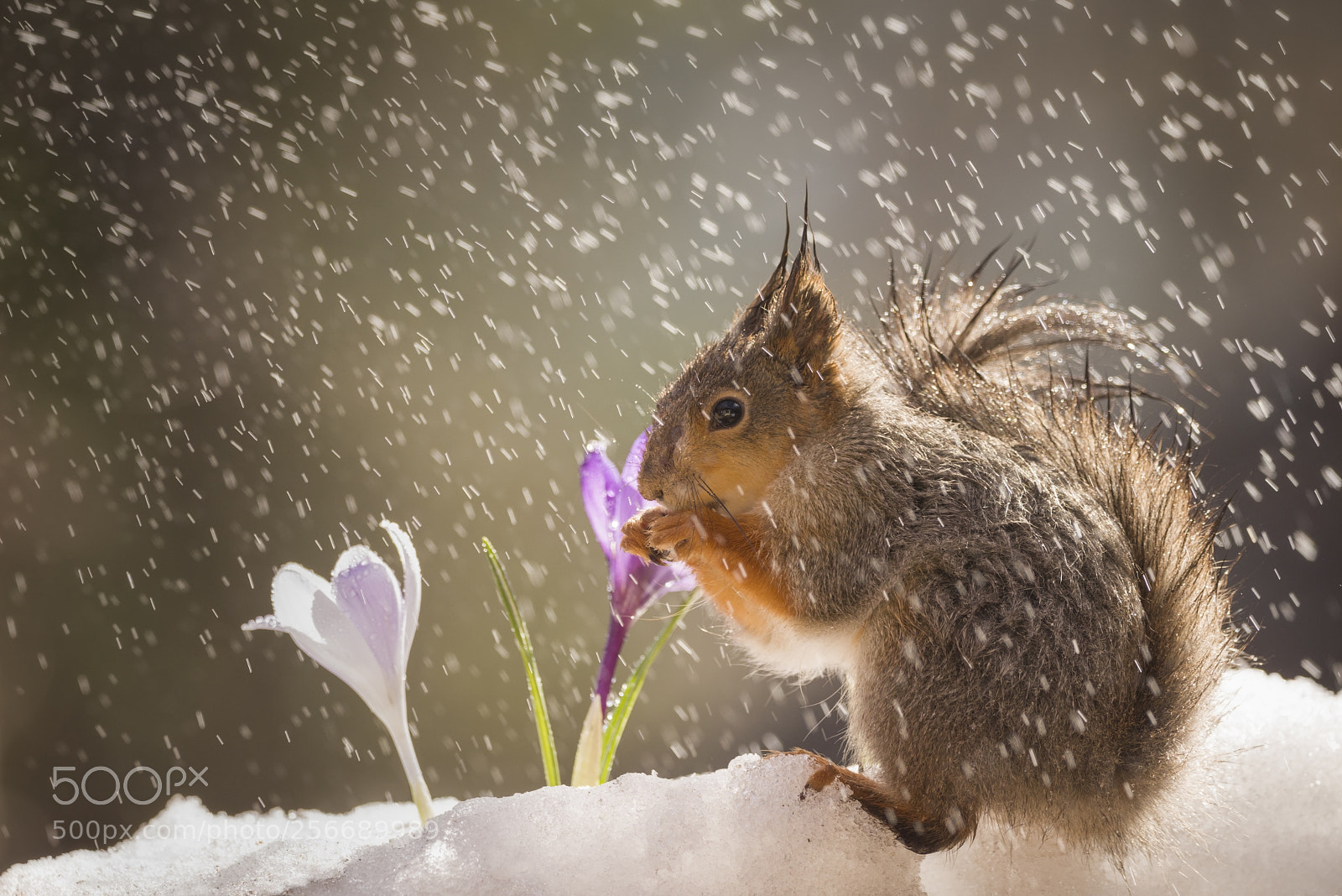 Nikon D810 sample photo. Red squirrel on snow photography