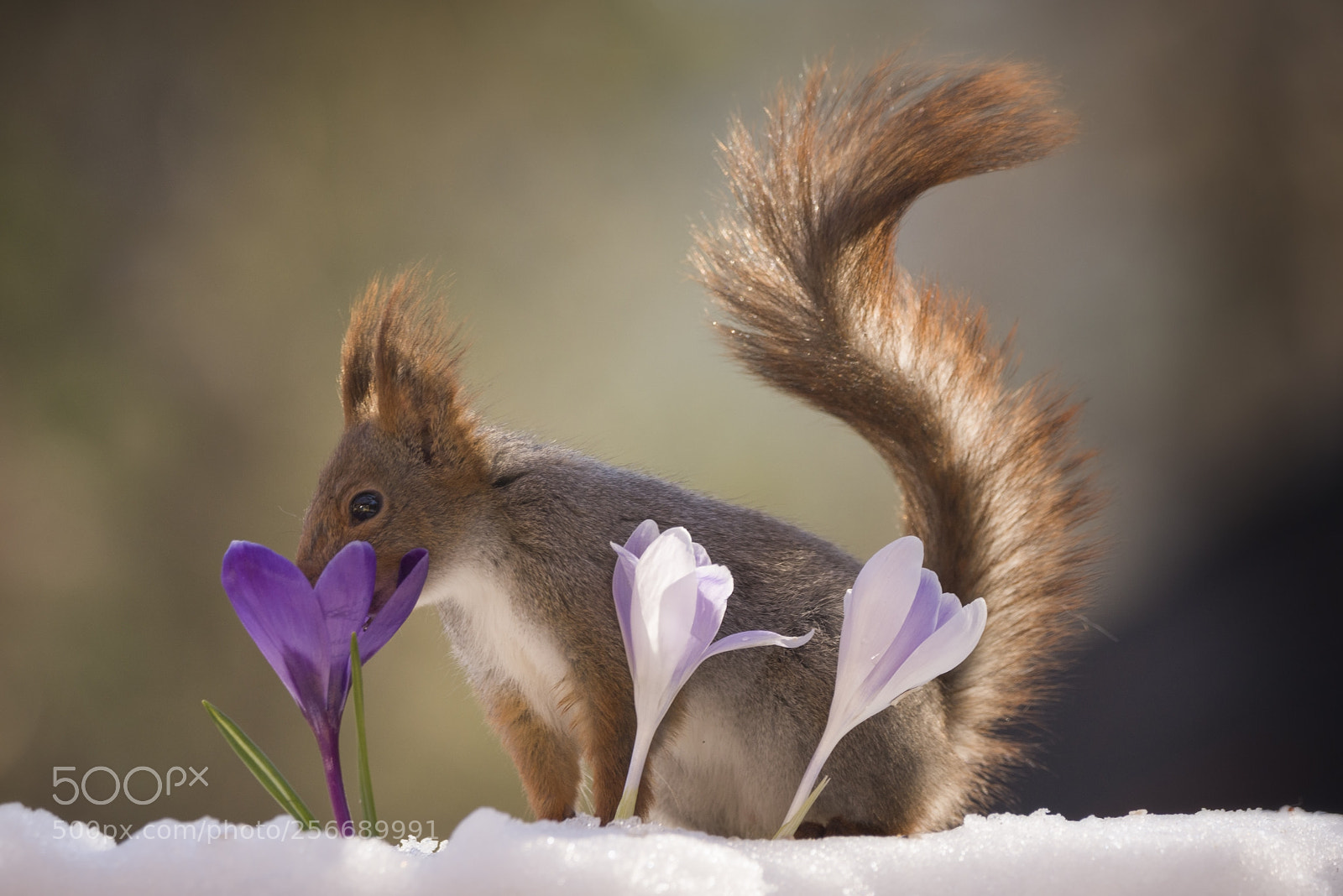 Nikon D810 sample photo. Red squirrel with nose photography
